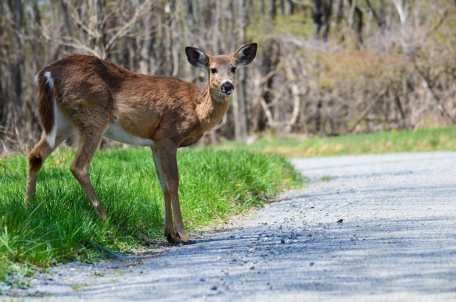 What Do I Do If I Hit an Animal with My Rental Car?